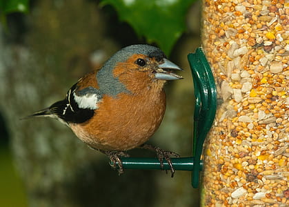 brown and gray bird on metal bar thumbnail