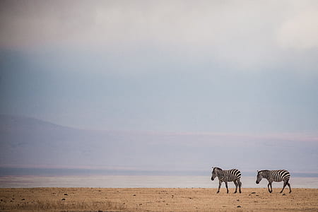 zebra standing on sand field under cloudy sky thumbnail