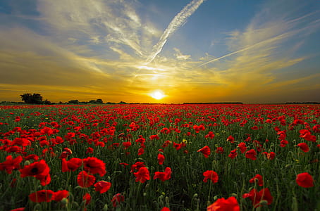 red flower garden during sunset thumbnail