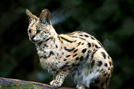 lynx sitting on brown log thumbnail