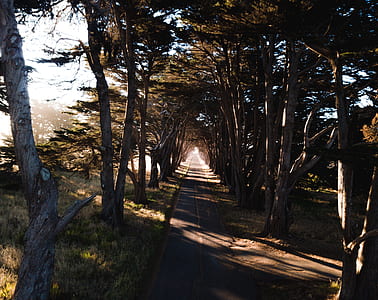 view road with trees in each side thumbnail