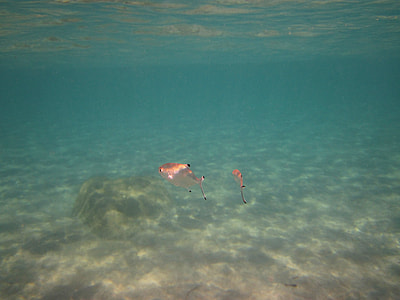 puffer fish underwater thumbnail