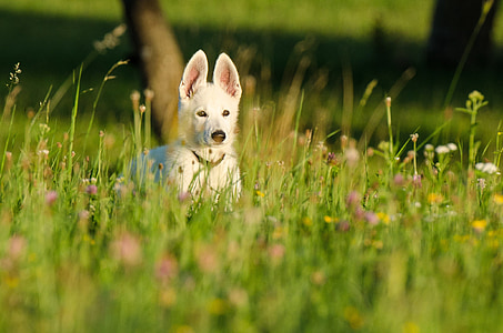 short-coated white dog in grassland during daytime thumbnail