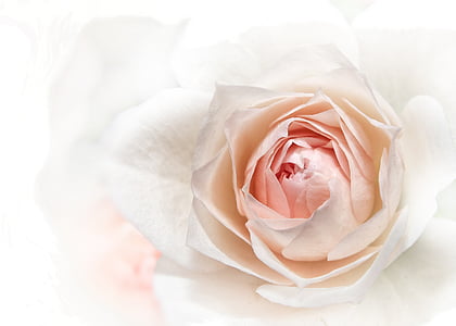 white rose thumbnail