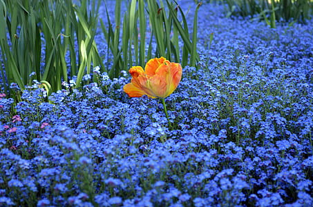 orange flowers surrounded by white flowers thumbnail