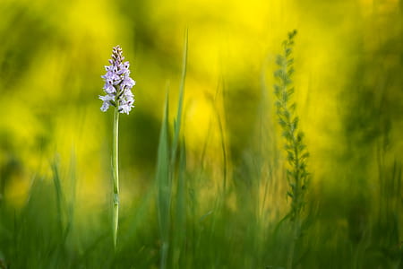 purple spike flowers macro photography thumbnail