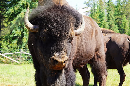 two bison at daytime thumbnail