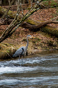 bird walking on body of water thumbnail