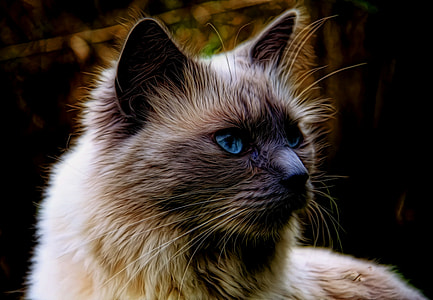 long-fur beige and grey cat thumbnail