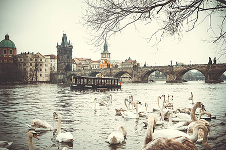 white ducks on body of water near bridge during daytime thumbnail