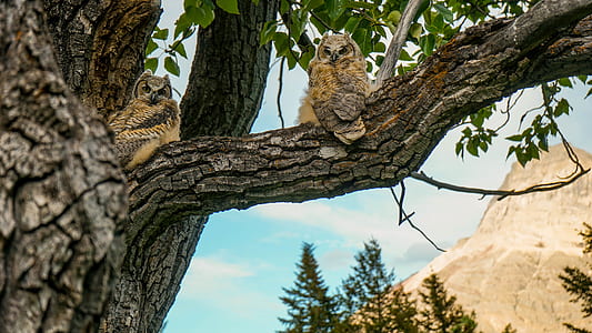 two brown-and-white owl on top of tree trunks thumbnail