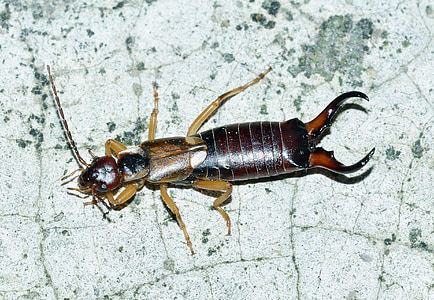 close-up photo of brown earwig on gray surface thumbnail