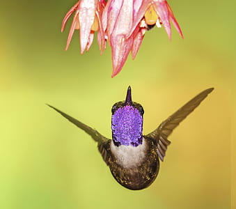 flying hummingbird near pink petaled flower thumbnail