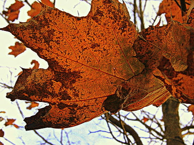 closeup photo of brown maple leaf thumbnail