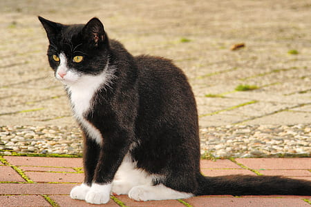 short-furred white and black cat on brown tile at daytime thumbnail