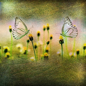 two lacewing butterflies perched on flowers thumbnail