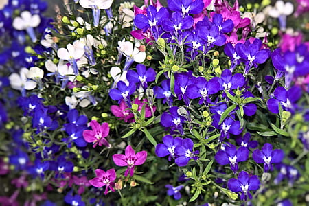 purple, pink, and white flowers thumbnail