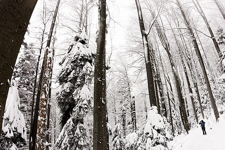 bare trees filled with snows thumbnail