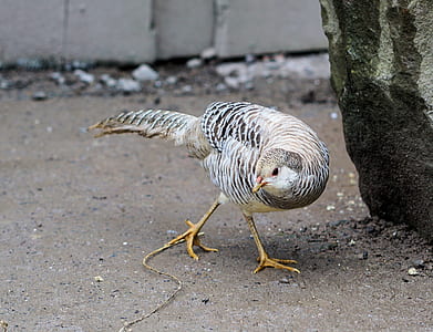 black and white pheasant beside rock thumbnail