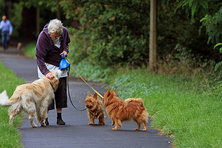 woman with adult golden retriever thumbnail