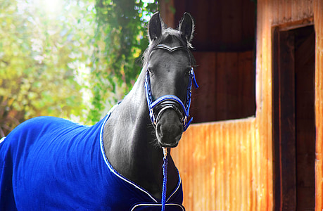 black horse thumbnail