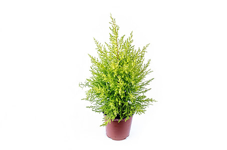 green plant in brown pot thumbnail