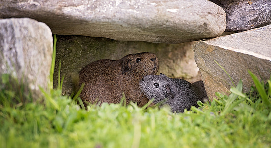 selective focus photography of two rodent under rocks thumbnail