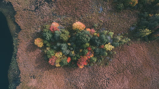 aerial photography of plant thumbnail