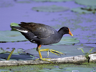 Common Gallinule -- Gallinula galeata  on a fallen tree  thumbnail