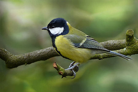 yellow and blue hummingbird thumbnail
