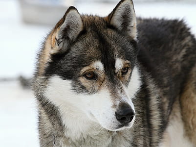 adult's black and brown Siberian husky dog thumbnail