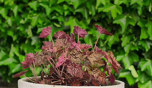 Coral Bells, Jewelry Perennial thumbnail