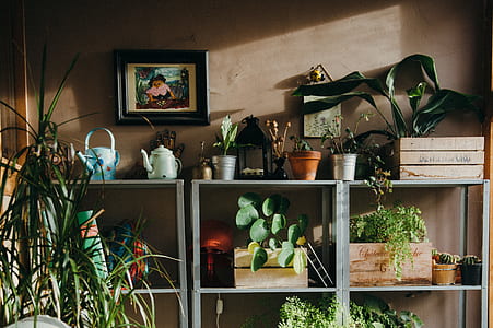 flower pot with plant on gray metal rack thumbnail