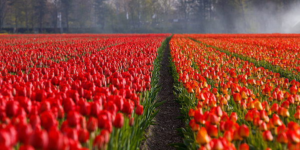 Red Tulip Fields in Holland, Netherlands thumbnail