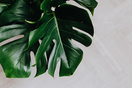Dark green leaves of monstera thumbnail