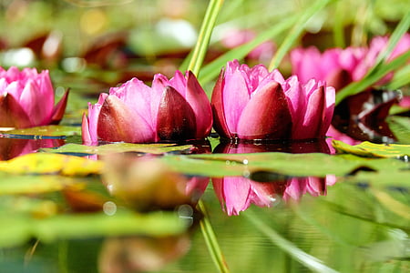 selective focus photo of pink lotus flowers thumbnail