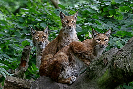 three brown lynx on tree during daytime thumbnail