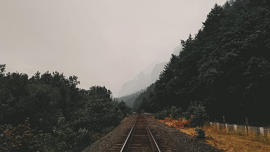 railroad surrounded by trees thumbnail