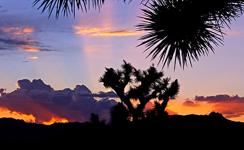 silhouette of trees under blue and orange sky at golden hour thumbnail