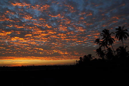 silhouette photography of palm trees thumbnail