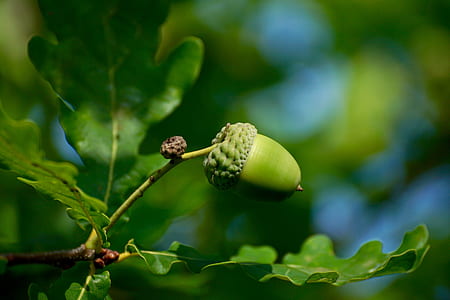 photo of green fruit thumbnail