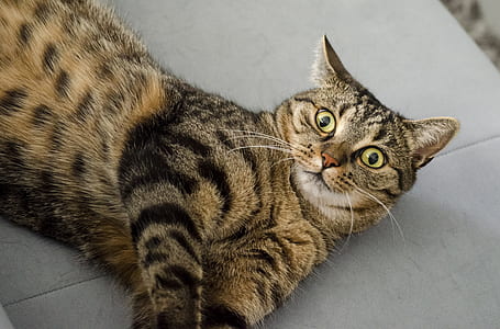 brown tabby cat on gray surface thumbnail