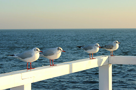 photo of four white-and-black long-beak birds thumbnail