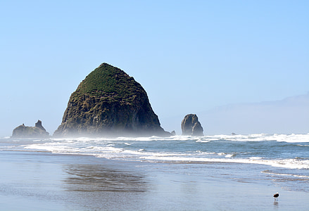 black bird on shore thumbnail