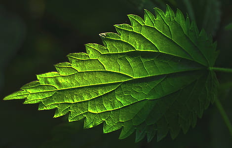green leafed plant thumbnail