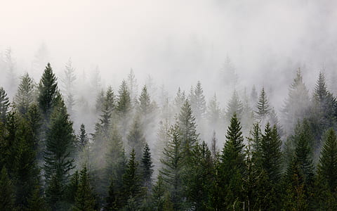 pine trees with white smoke during day time thumbnail