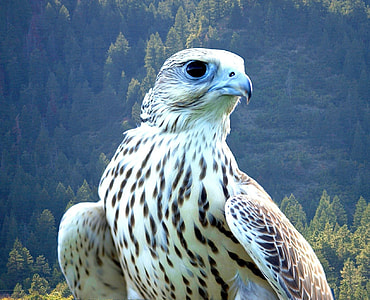 white, brown, and black eagle thumbnail