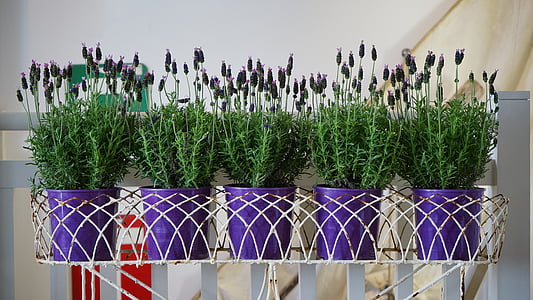 purple petaled flowers in purple pots thumbnail