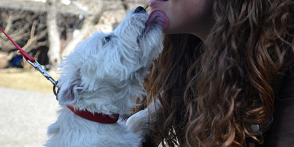 West Highland white terrier licking woman's face thumbnail