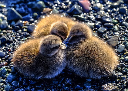 nature, bird, animal, cute thumbnail